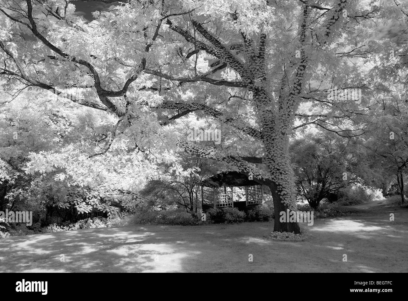 Bianco e nero studio di uno dei tanti grandi alberi di acero in Massachusetts centrale Foto Stock