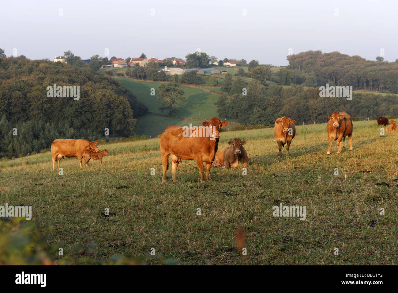Mucche al pascolo nella luce del mattino in un campo a Senilhes, AURILLAC, Francia Foto Stock