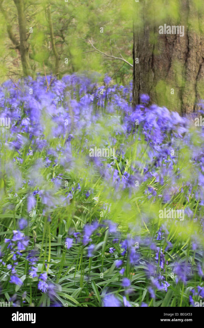 Bluebells nella primavera del bosco di faggi, England Regno Unito Foto Stock