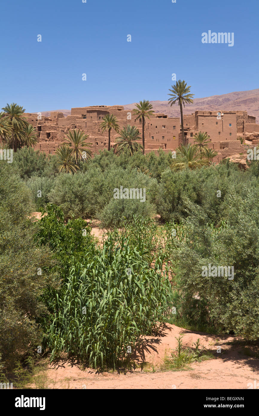 Villaggio e oasi di Tinerhir Dades Valle Alto Atlante Marocco Foto Stock