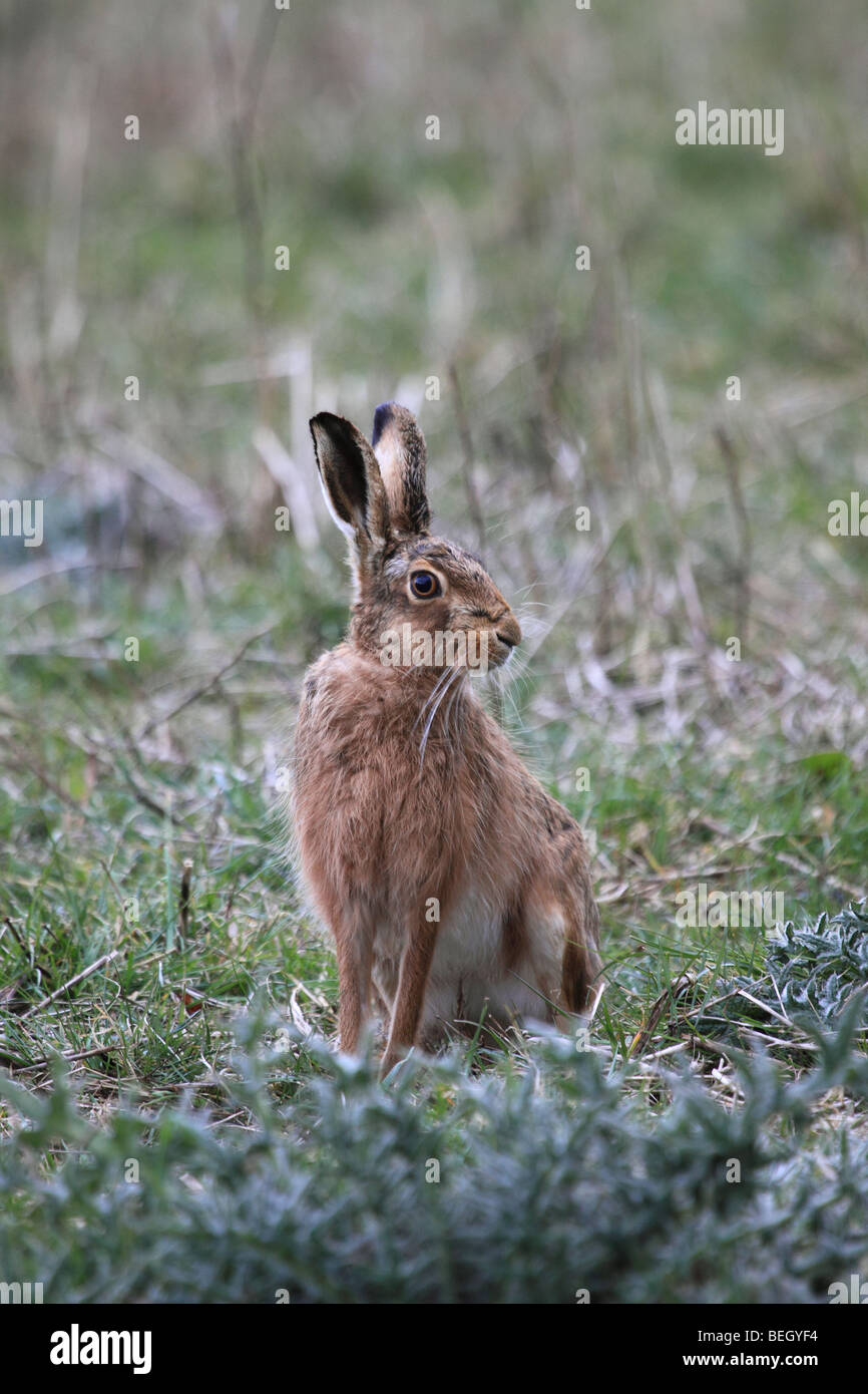 Brown lepre in campo di stoppie, England, Regno Unito Foto Stock