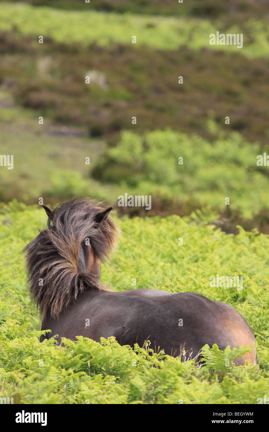 Wild Exmoor pony, parco Nazionale di Exmoor, Somerset, Inghilterra, Regno Unito Foto Stock