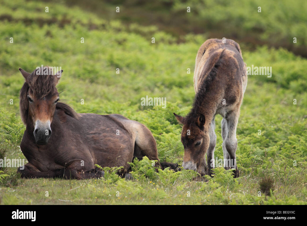 Wild Exmoor pony con puledro, Parco Nazionale di Exmoor, Somerset, Inghilterra, Regno Unito Foto Stock
