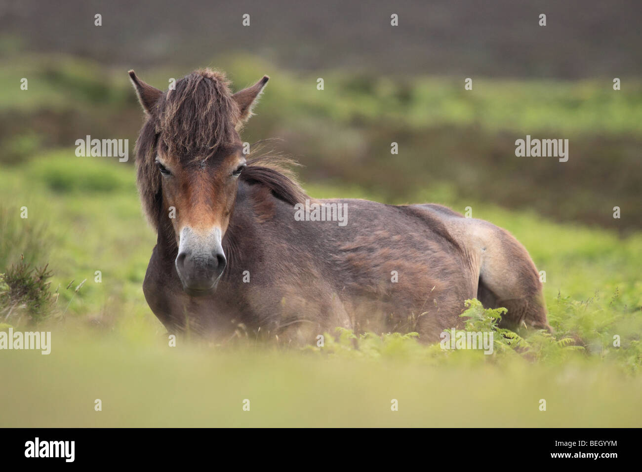 Wild Exmoor pony, parco Nazionale di Exmoor, Somerset, Inghilterra, Regno Unito Foto Stock