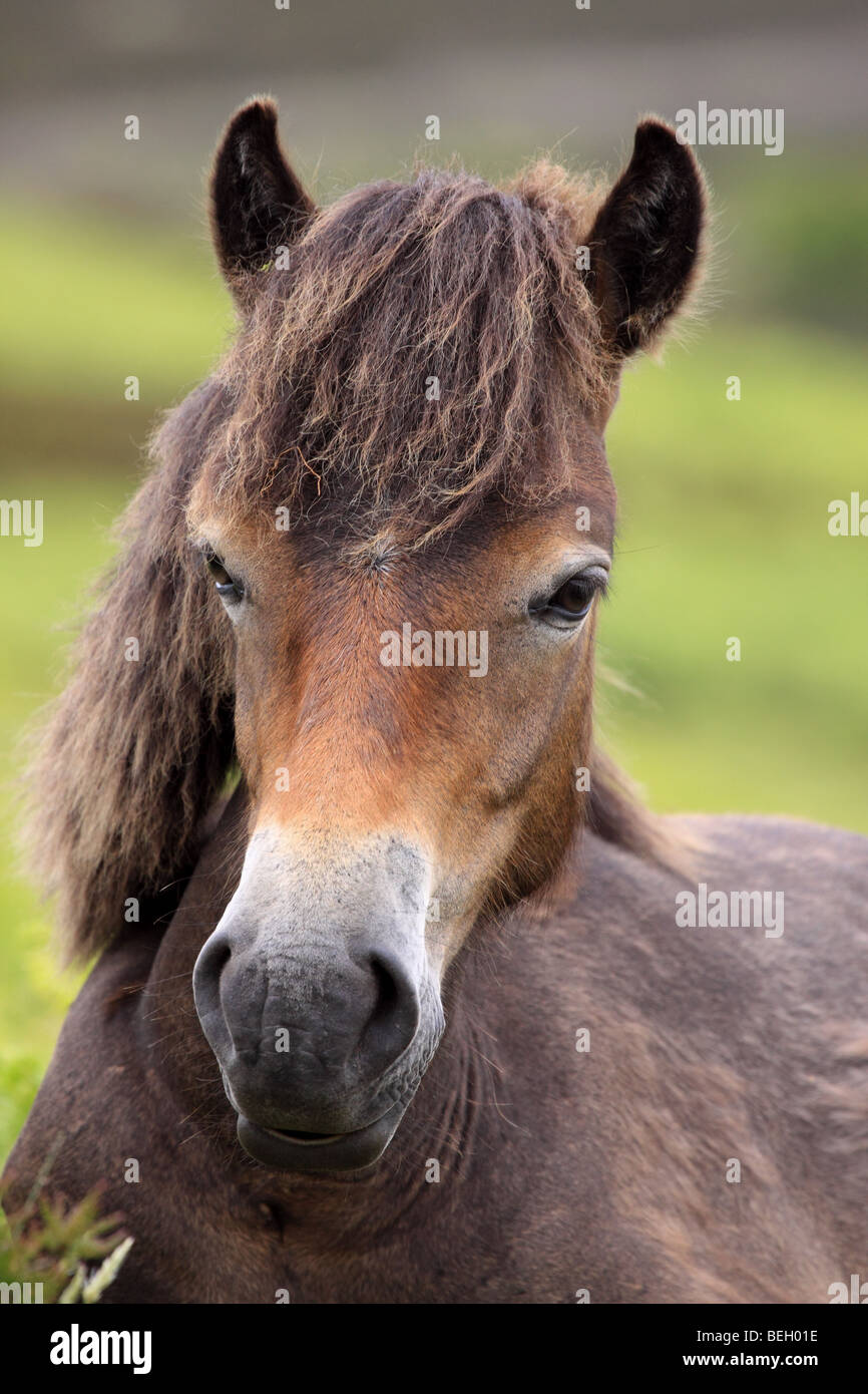 Wild Exmoor pony, parco Nazionale di Exmoor, Somerset, Inghilterra, Regno Unito Foto Stock
