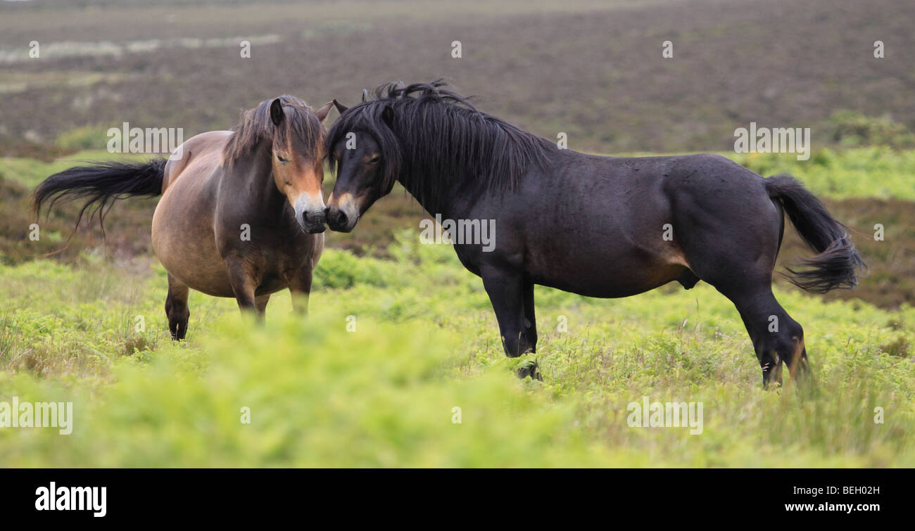 Wild Exmoor ponys, Parco Nazionale di Exmoor, Somerset, Inghilterra, Regno Unito Foto Stock