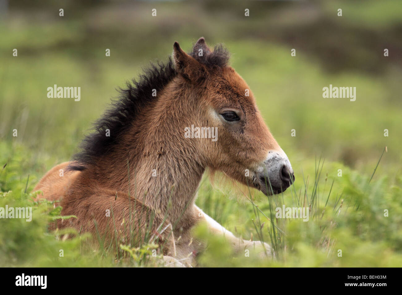Wild Exmoor pony puledro, Parco Nazionale di Exmoor, Somerset, Inghilterra, Regno Unito Foto Stock