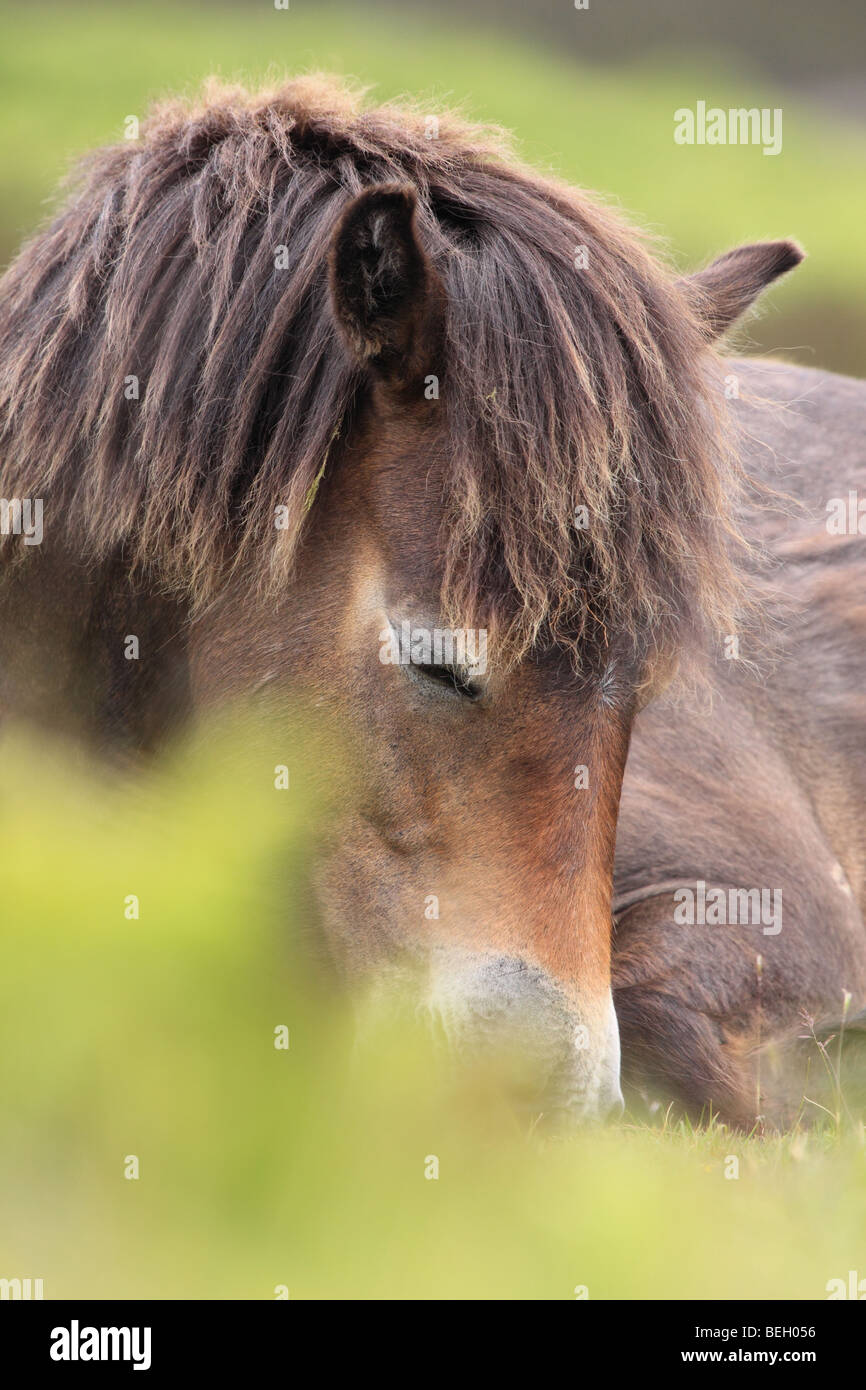 Wild Exmoor pony, parco Nazionale di Exmoor, Somerset, Inghilterra, Regno Unito Foto Stock