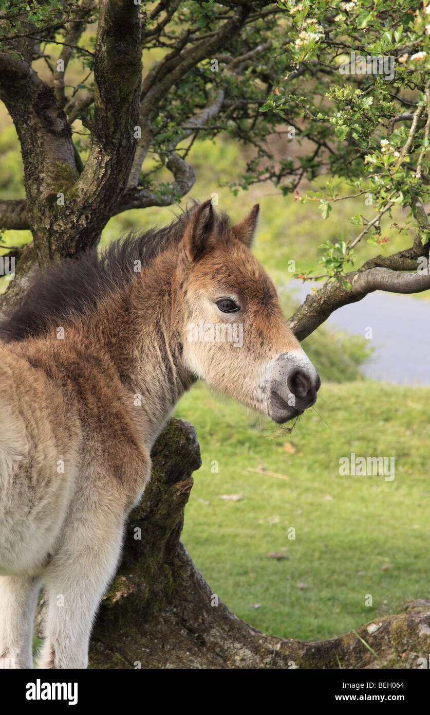 Wild Exmoor pony puledro, Parco Nazionale di Exmoor, Somerset, Inghilterra, Regno Unito Foto Stock