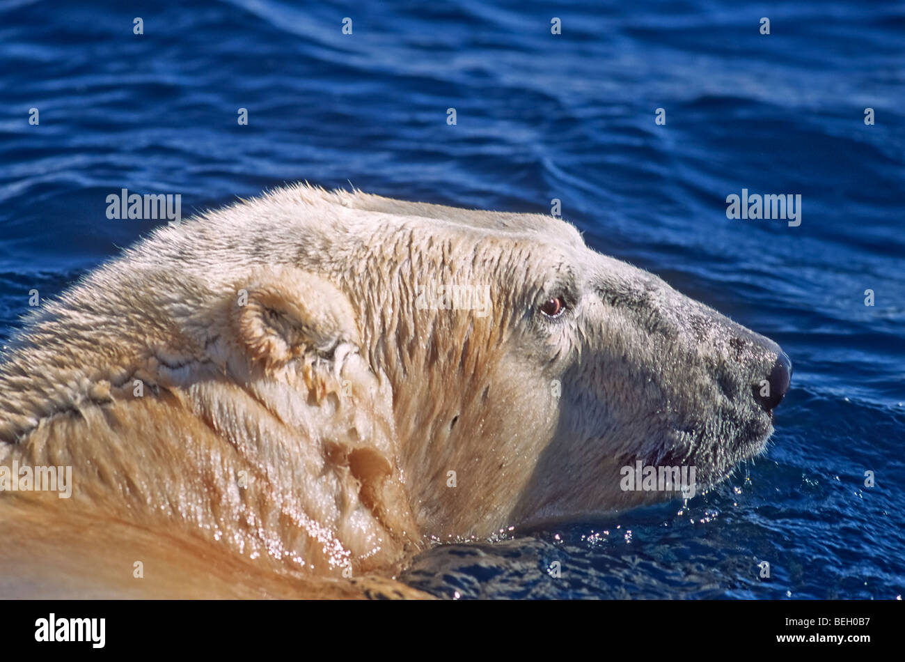 Orso polare nuotare nella baia di puntata, un ingresso sul più settentrionale della costa occidentale della Baia di Hudson, Nunavut, Canada. Foto Stock