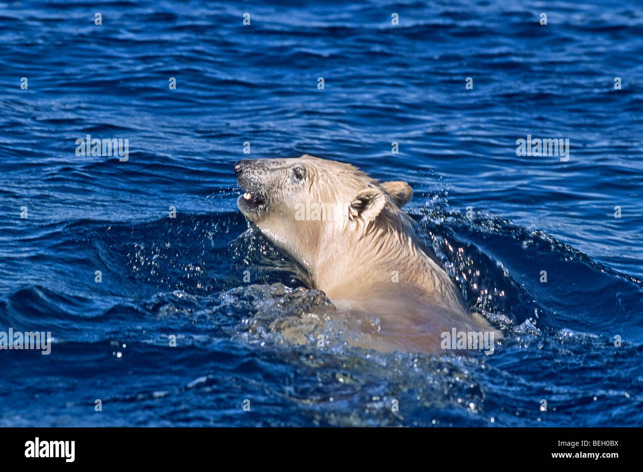 Orso polare nuotare nella baia di puntata, un ingresso sul più settentrionale della costa occidentale della Baia di Hudson, Nunavut, Canada. Foto Stock