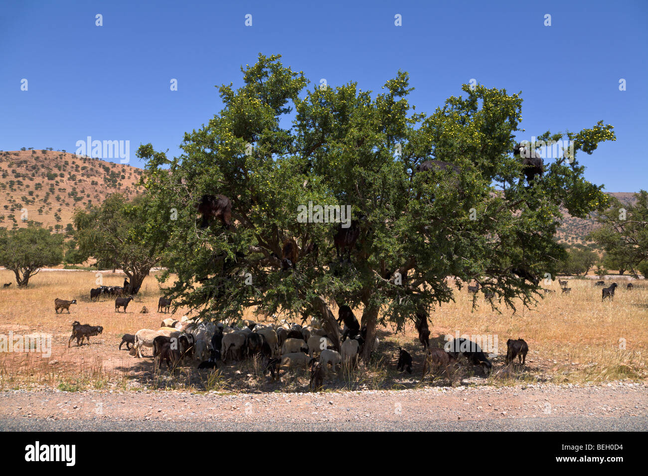 Capre al pascolo in alberi di argan Tiout e Marocco Foto Stock