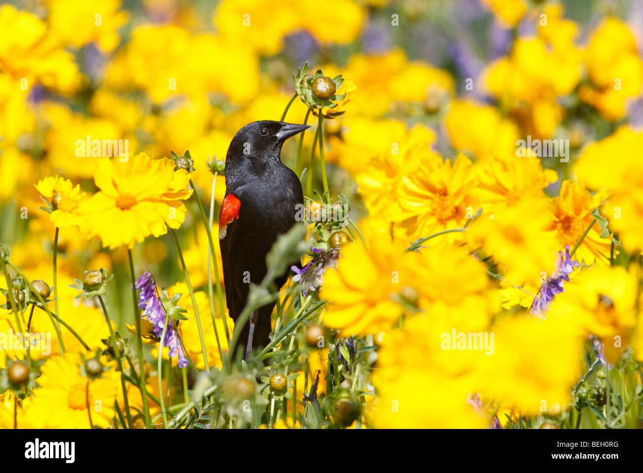 Rosso-winged Blackbird appollaiato in fiori Coreopsis Foto Stock