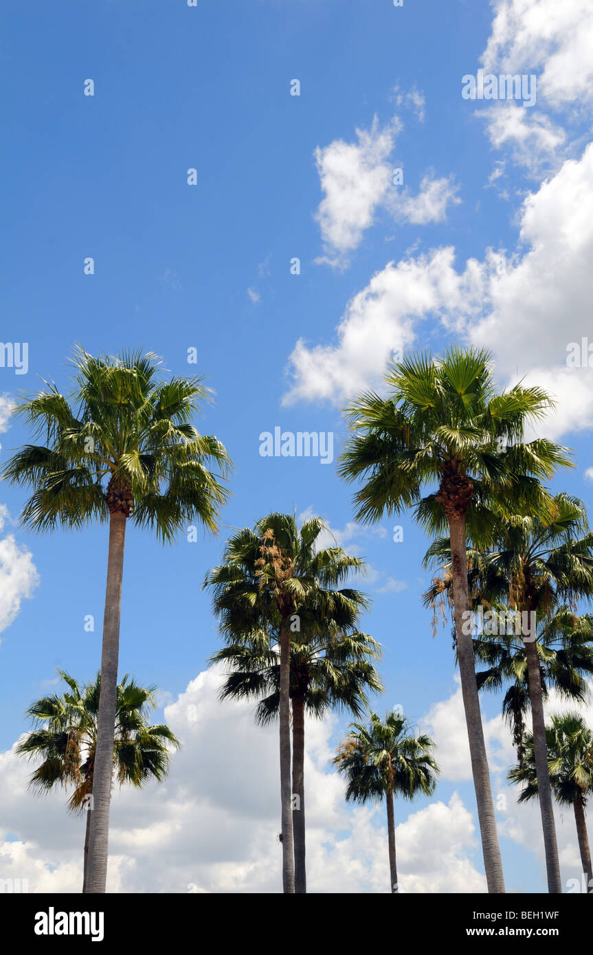 Gruppo di palme su un cielo blu Foto Stock