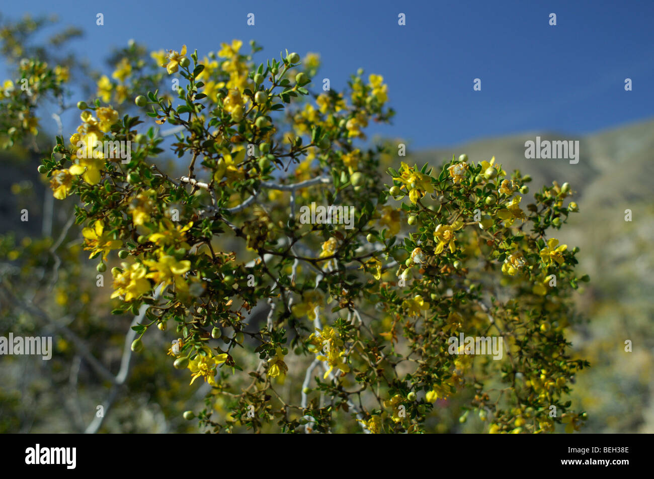 Il creosoto bush (Larrea Purshia) Foto Stock