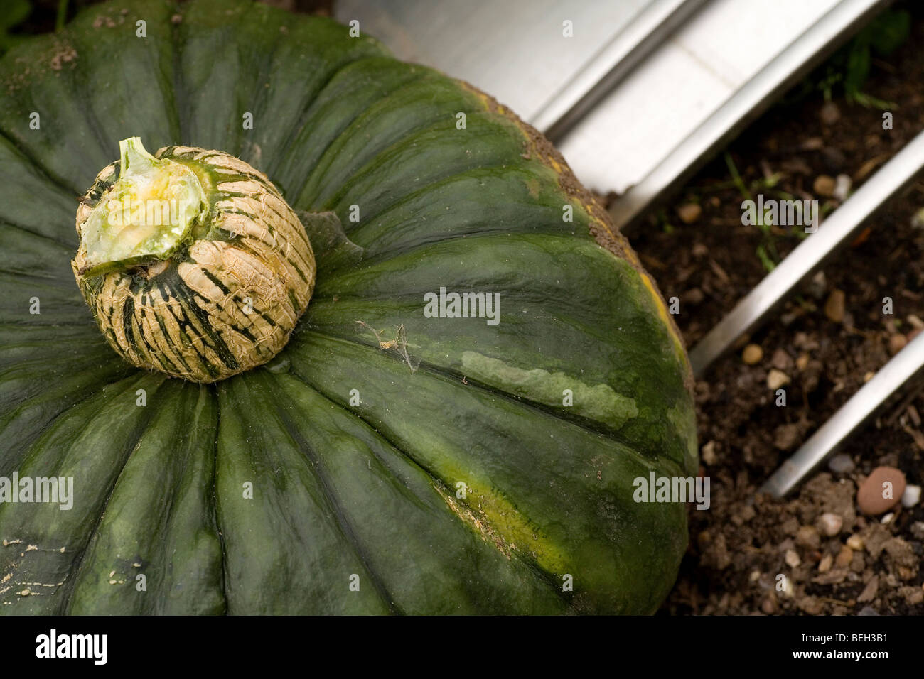 Scavo riparto coltivate zucche invernali, uno dei cinque al giorno Sano frutta e verdura Foto Stock