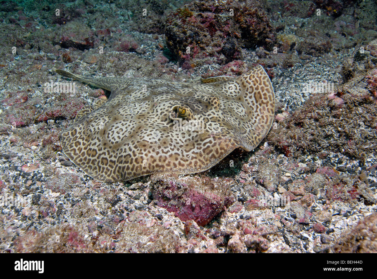 Round Stingray, Urolophus sp., Playas del Coco, Costa Rica Foto Stock