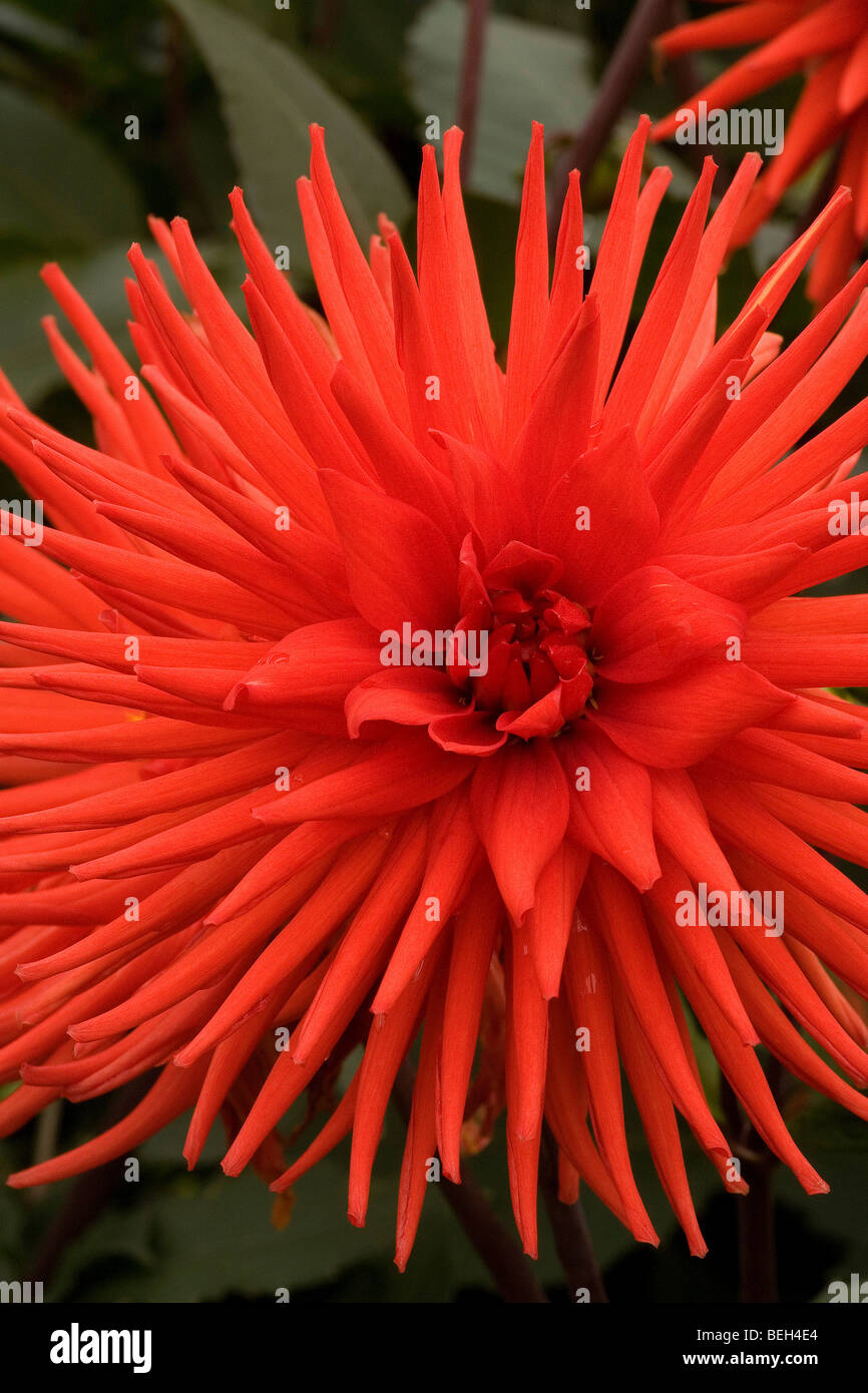 Un ragno rosso Dahlia con uno spettacolare show di fuoco perfetto come petali Foto Stock