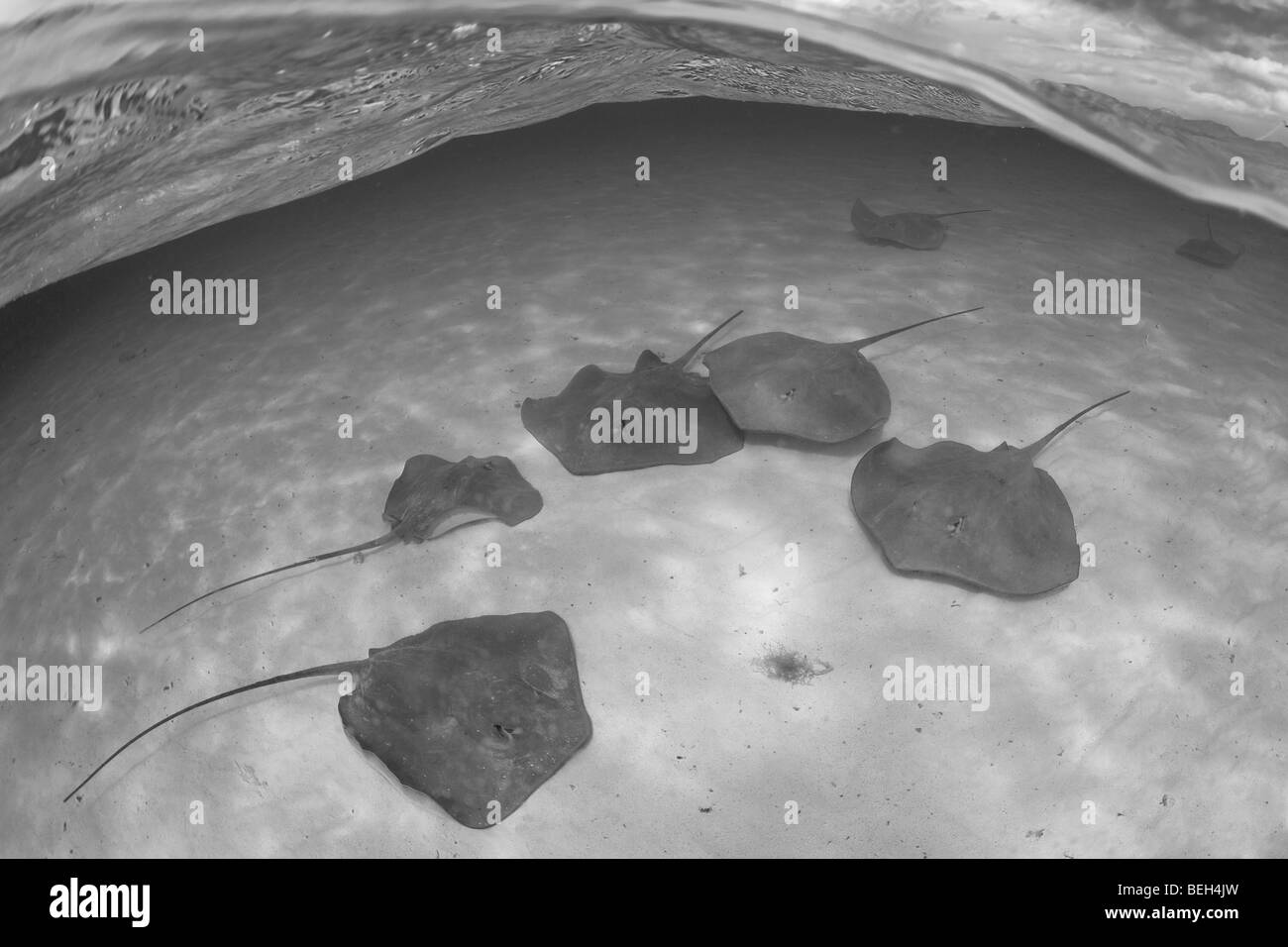 Gruppo di Southern trigoni, Dasyatis americana, Bora Bora, Polinesia Francese Foto Stock