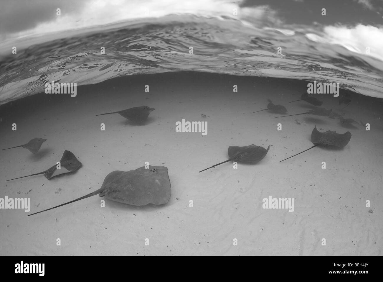 Gruppo di Southern trigoni, Dasyatis americana, Bora Bora, Polinesia Francese Foto Stock