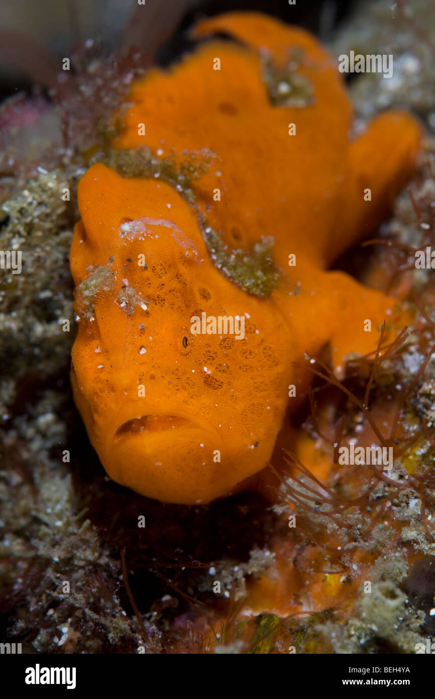 Dipinto di arancione, rana pescatrice Antennarius pictus, Sulawesi, Lembeh strait, Indonesia Foto Stock