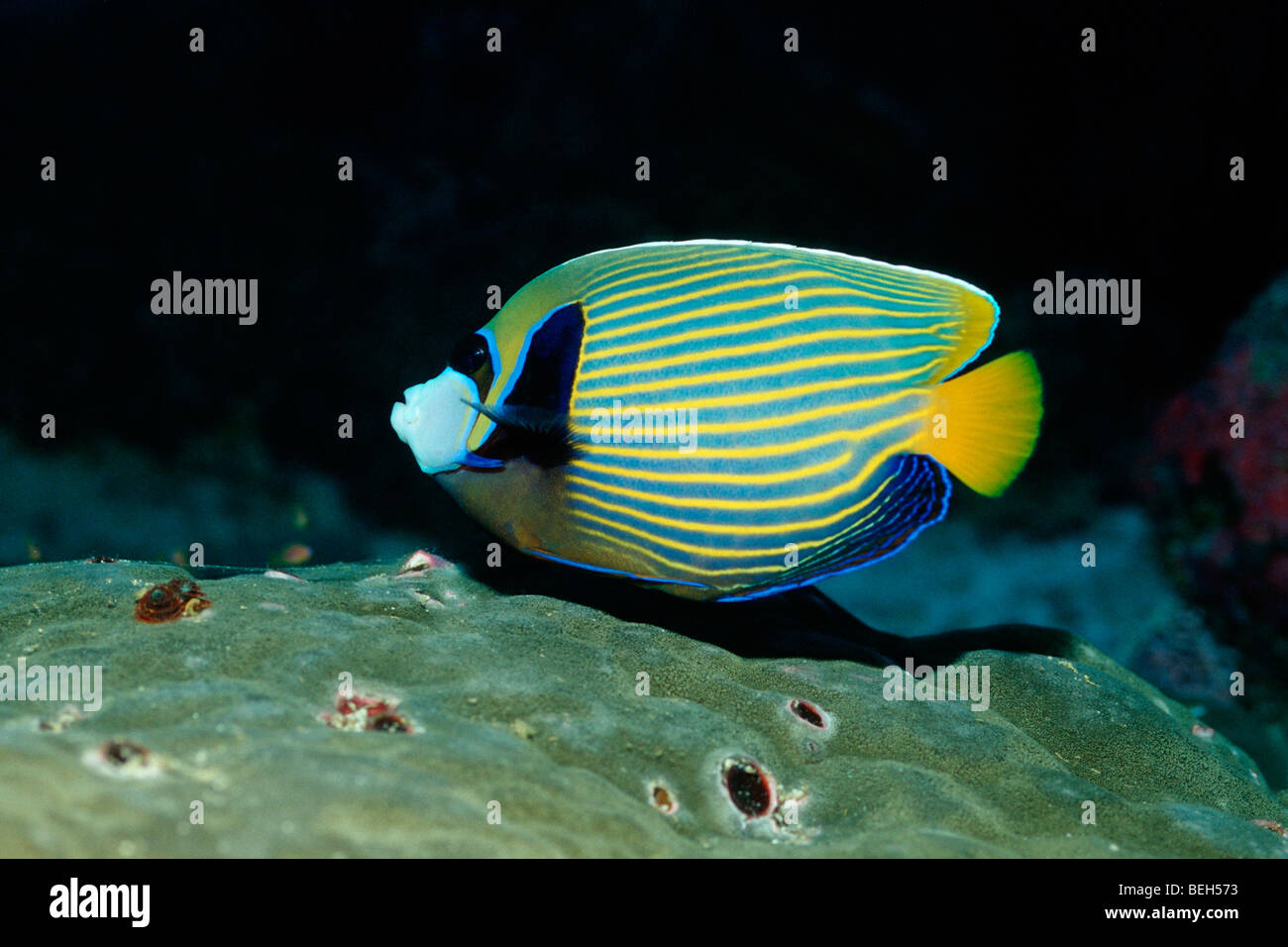 L'imperatore Angelfish, Pomacanthus imperator, Ellaidhoo House Reef, Ari Atoll, Maldive Foto Stock