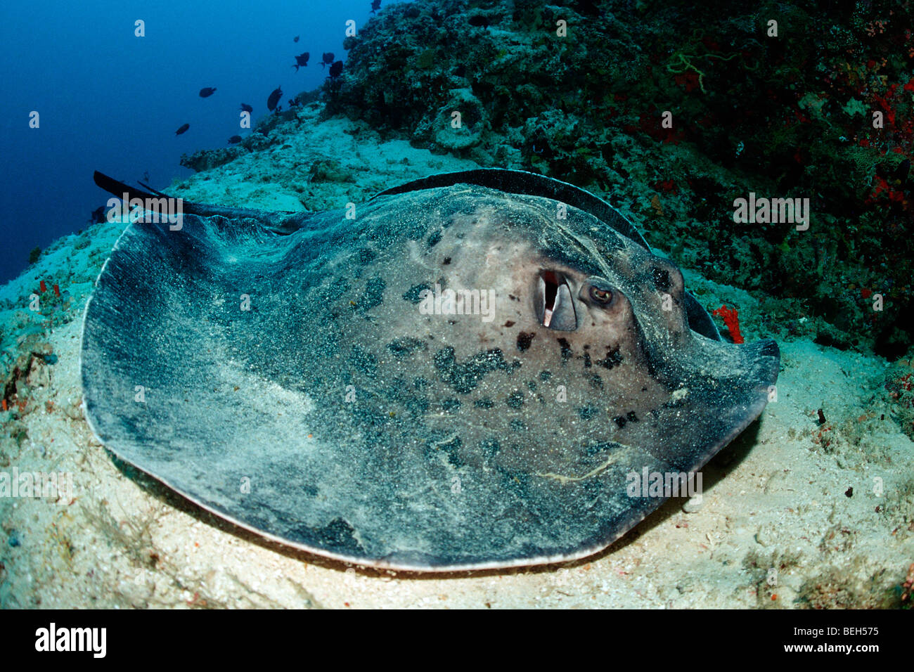 Nero-spotted Stingray, Taeniura meyeni, Ellaidhoo House Reef, Ari Atoll, Maldive Foto Stock