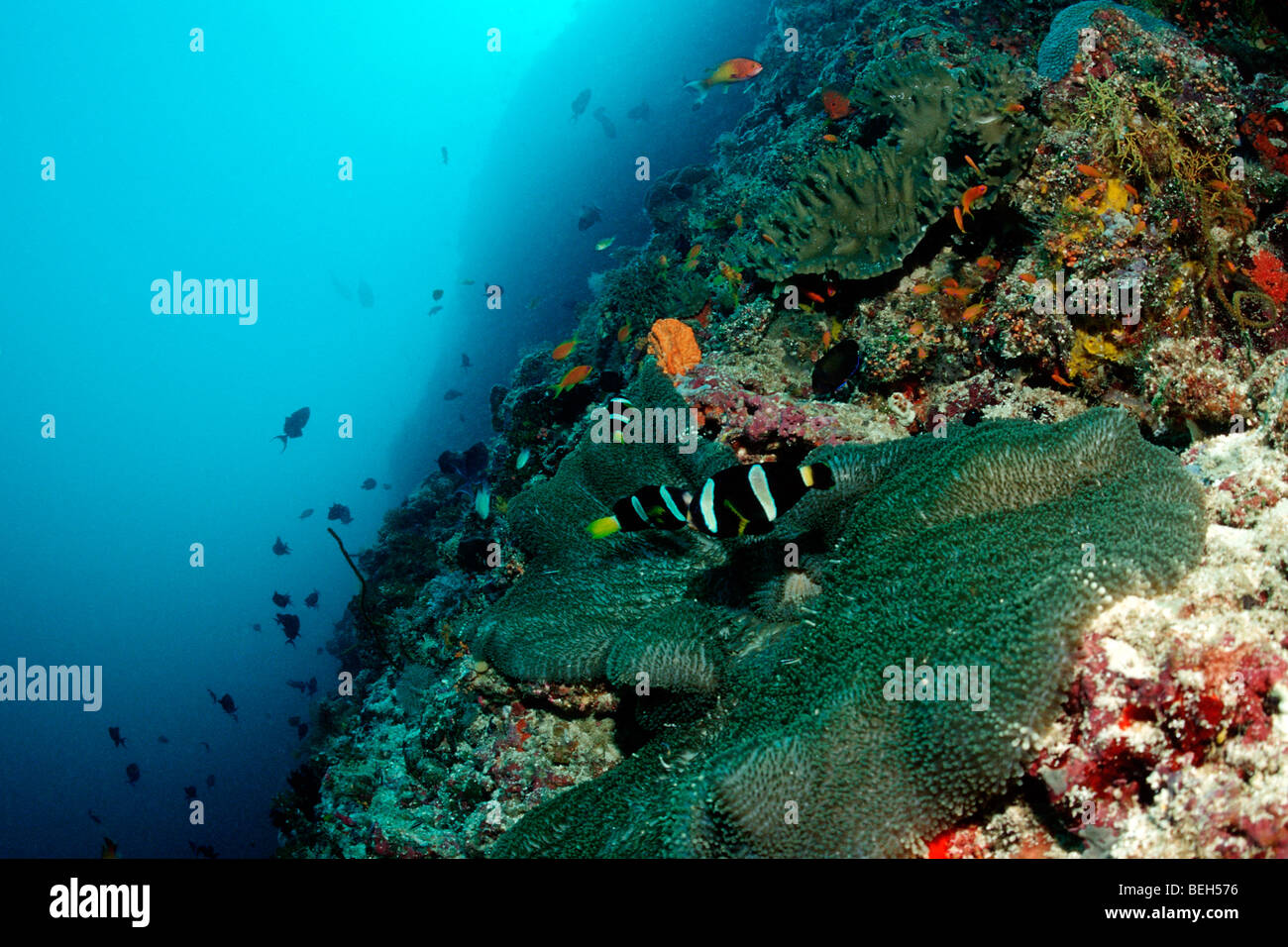 Clarks Anemonefish nel tappeto Anemone, Amphiprion clarkii, Ellaidhoo House Reef, Ari Atoll, Maldive Foto Stock