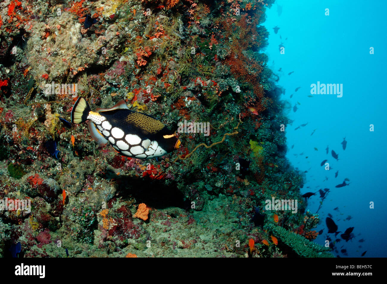 Il pagliaccio pesci balestra, Balistoides conspicillum, Ellaidhoo House Reef, Ari Atoll, Maldive Foto Stock