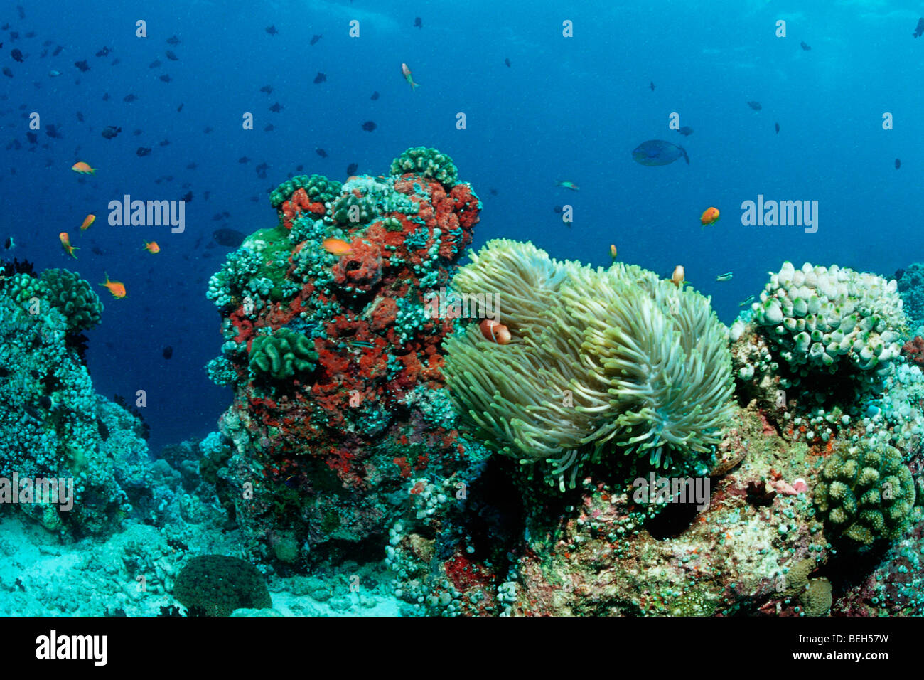 Maldive Anemonefish nella magnifica Anemone, Amphiprion nigripes, Nord atollo di Ari, Maldive Foto Stock