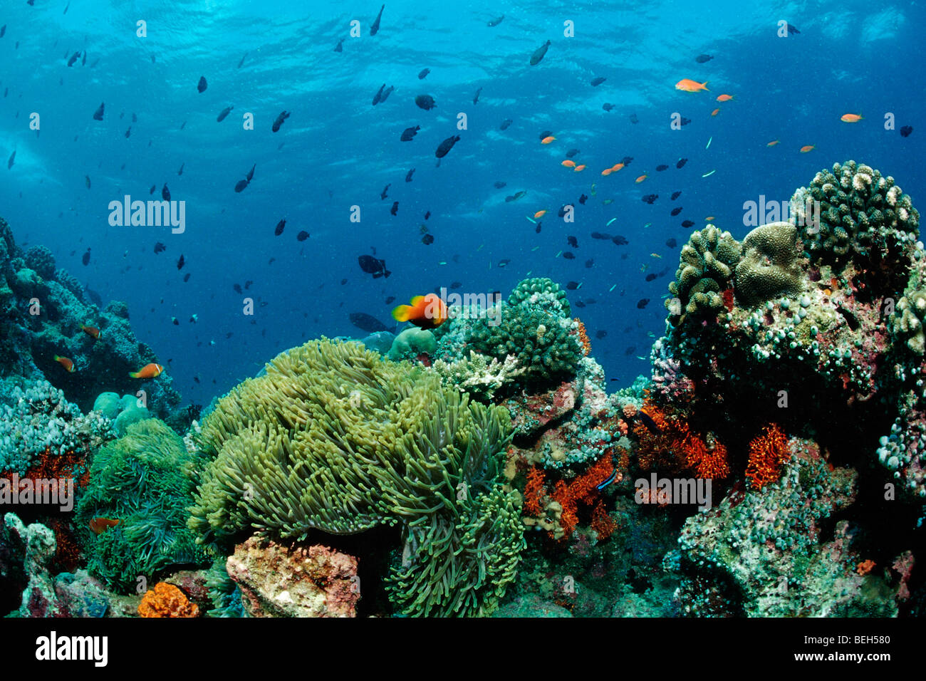 Maldive Anemonefish nella magnifica Anemone, Amphiprion nigripes, Nord atollo di Ari, Maldive Foto Stock