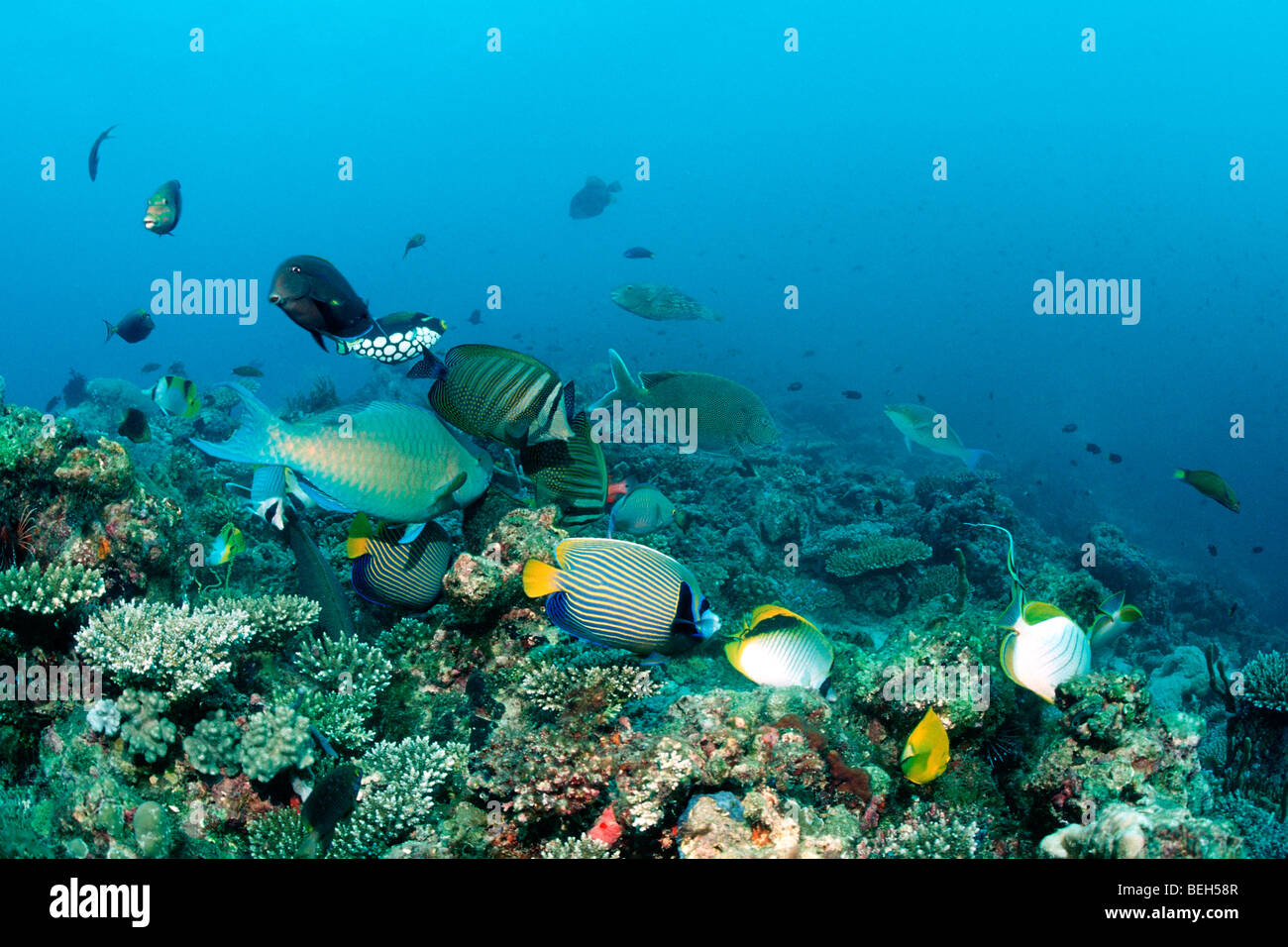 Gruppo di pesci sulla barriera corallina, Nord atollo di Ari, Maldive Foto Stock