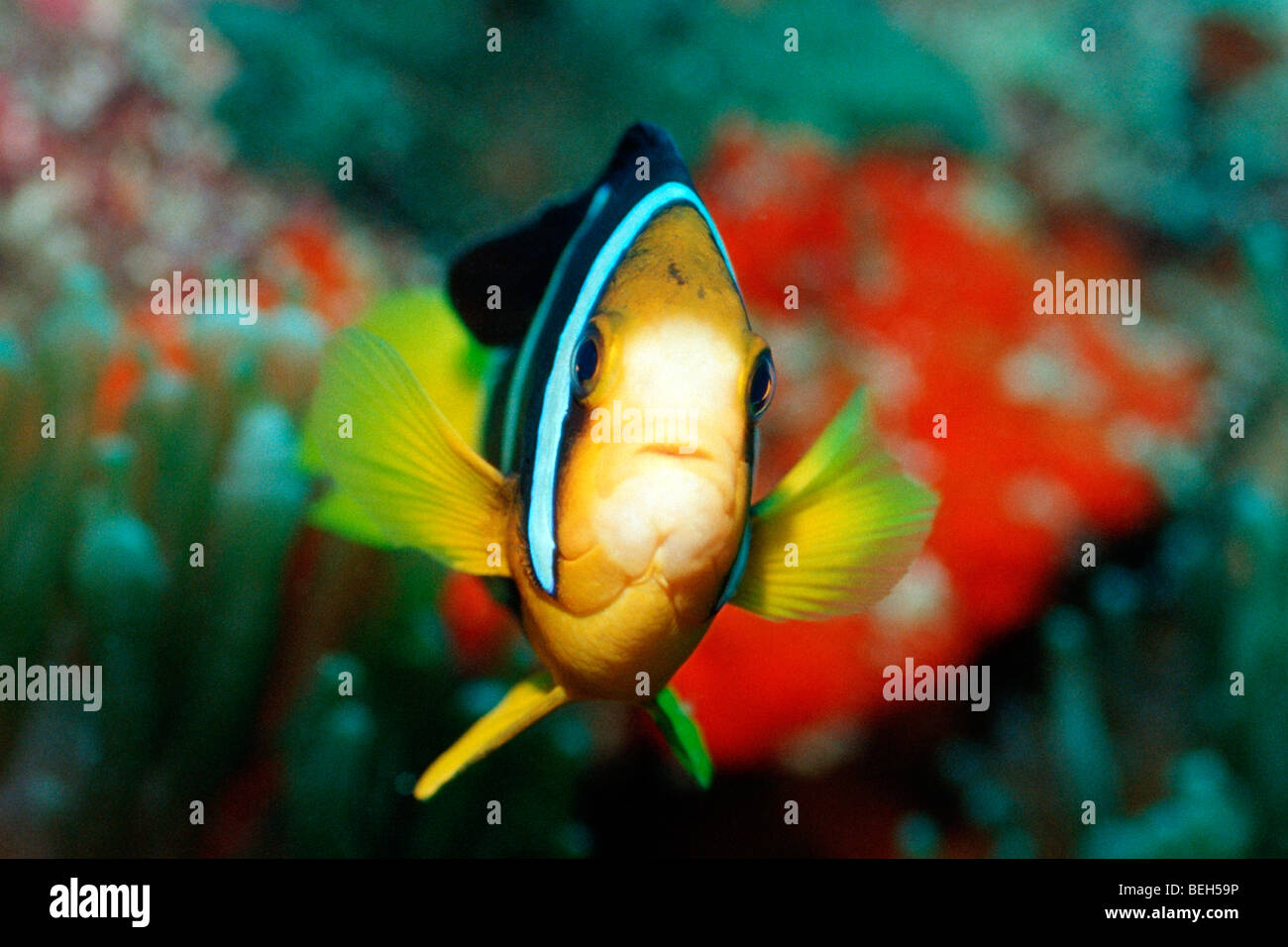 Clarks Anemonefish, Amphiprion clarkii, Nord atollo di Ari, Maldive Foto Stock