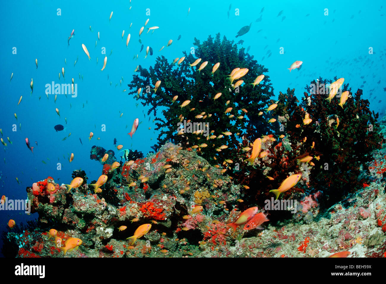 Lyretail Anthias sulla barriera corallina, Pseudanthias squamipinnis, Nord atollo di Ari, Maldive Foto Stock