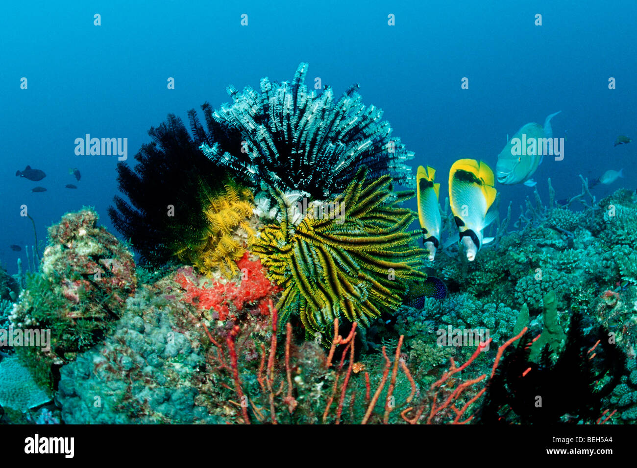 Coppia di Spotnape Butterflyfish e crinoidi colorati, Chaetodon oxycephalus, Nord atollo di Ari, Maldive Foto Stock