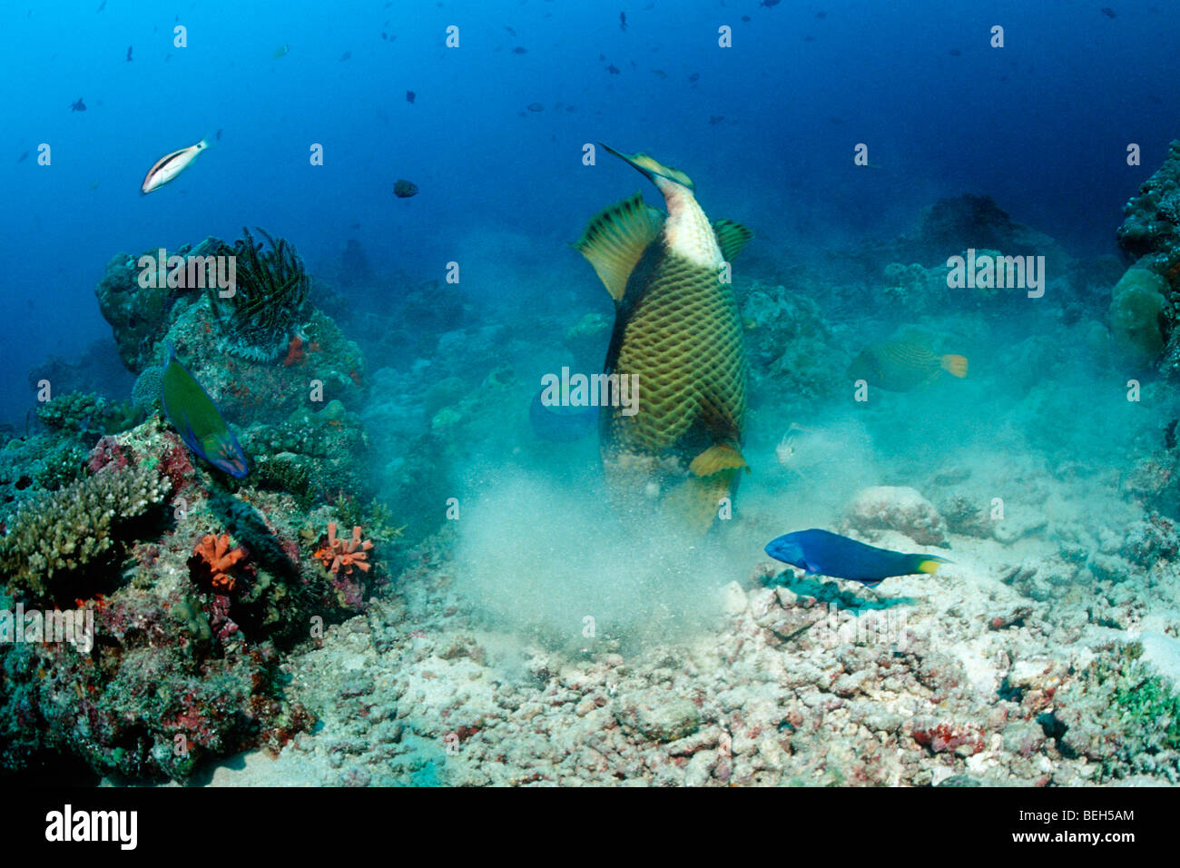 Titan Triggerfisch in cerca di preda fra le pietre, Balistoides viridescens, Nord atollo di Ari, Maldive Foto Stock
