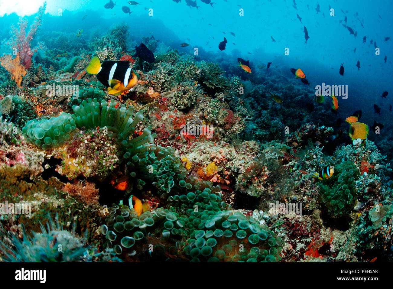 Clarks Anemonefish in Coral Reef, Amphiprion clarkii, Nord atollo di Ari, Maldive Foto Stock