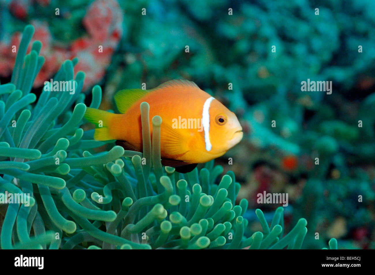 Maldive Anemonefish nella magnifica Anemone, Amphiprion nigripes, South Male Atoll, Maldive Foto Stock