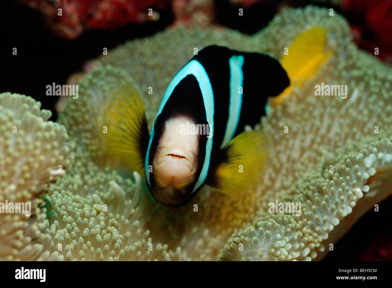 Clarks Anemonefish, Amphiprion clarkii, South Male Atoll, Maldive Foto Stock
