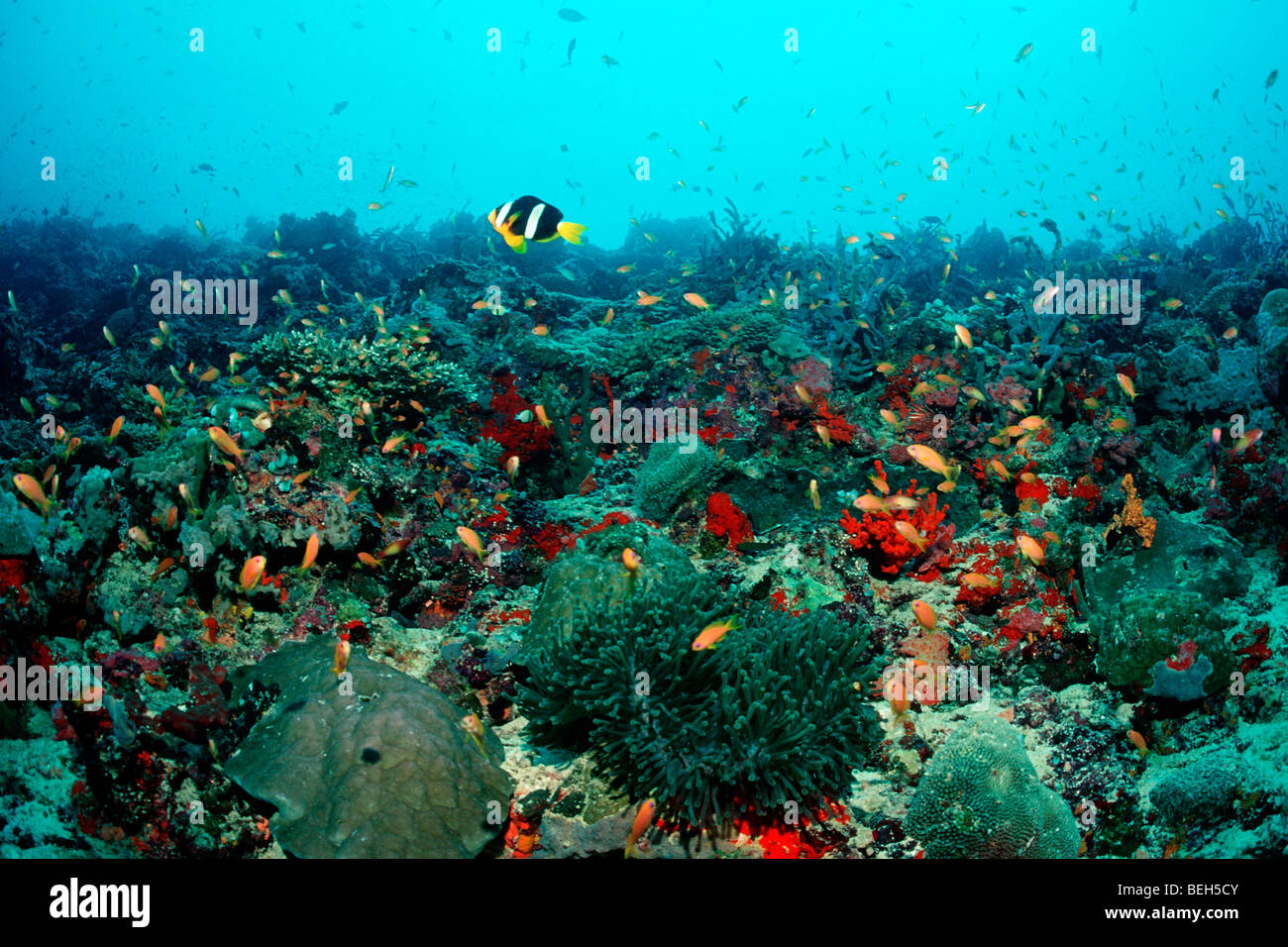 Clarks Anemonefish in Coral Reef, Amphiprion clarkii, South Male Atoll, Maldive Foto Stock