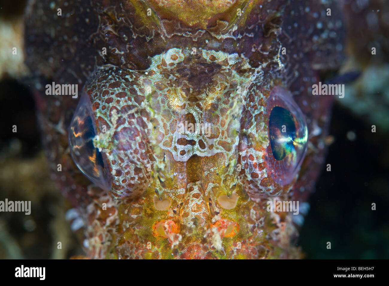 Occhio di Leone Illex, Dendrochirus brachypterus, Nord Sulawesi, Indonesia Foto Stock