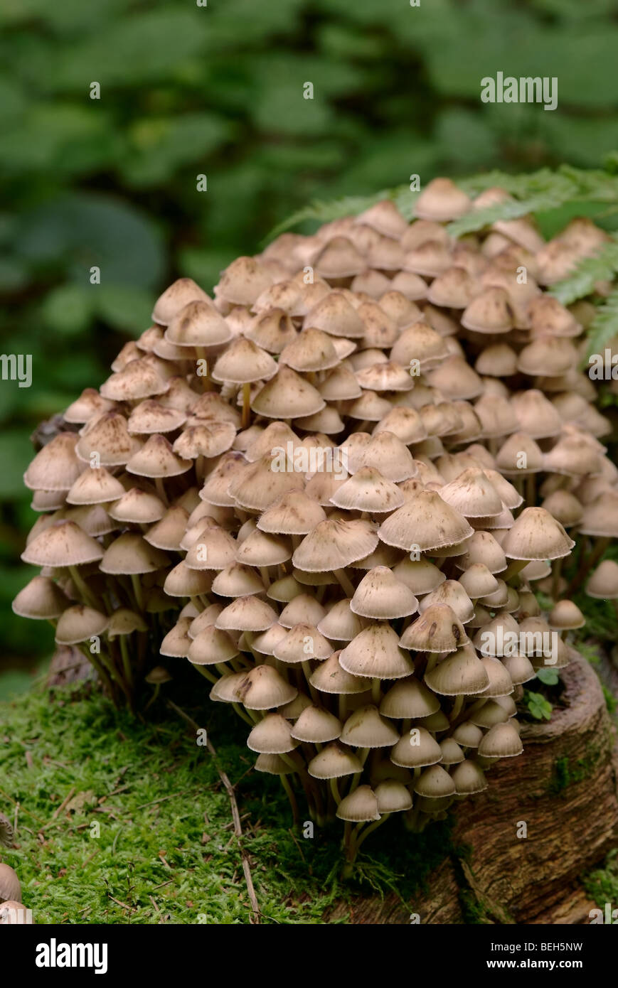 Pollo-gamba (fungo Pseudocoprinus o disseminatus Coprinus disseminatus) Foto Stock