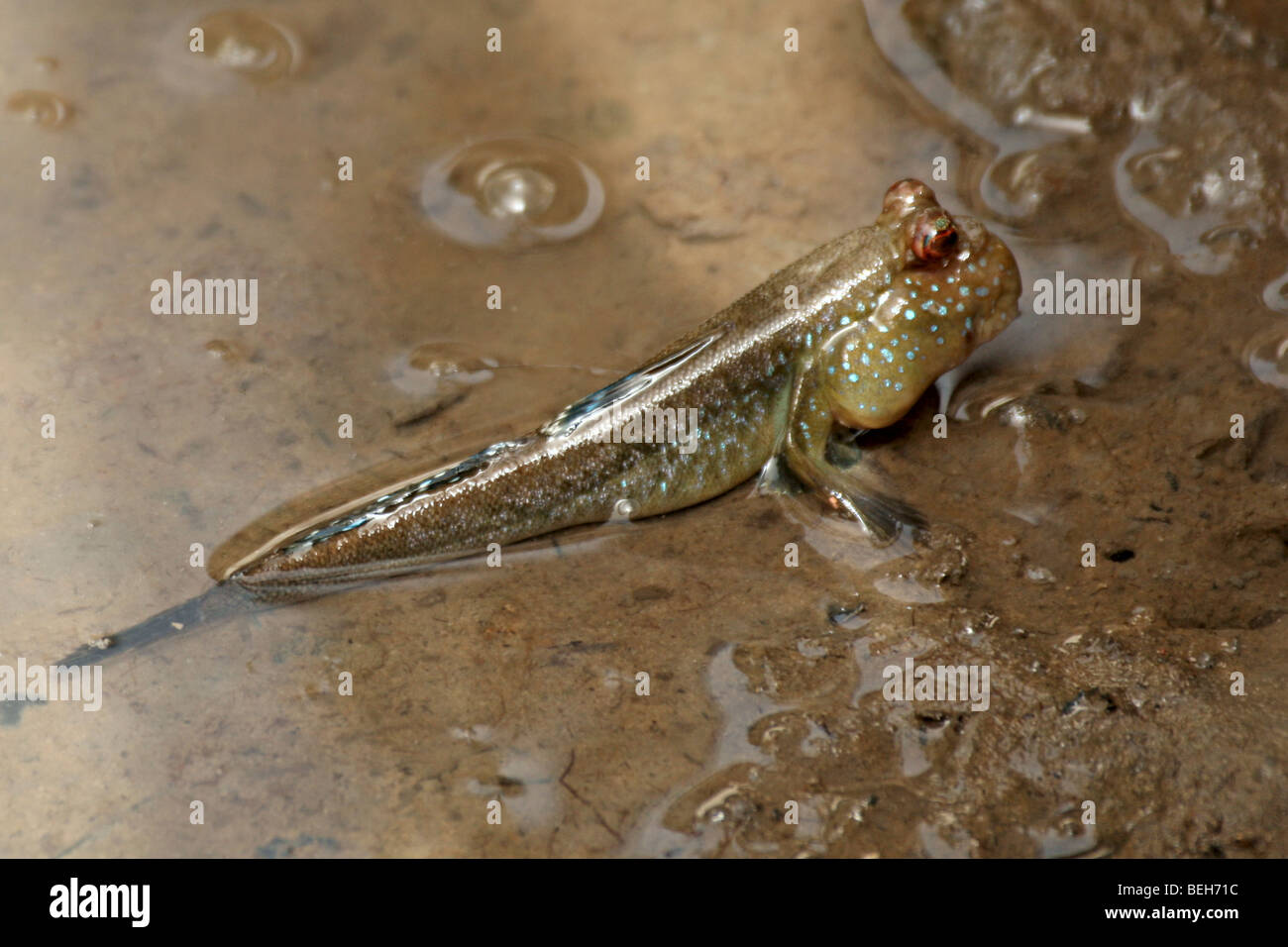 Il fango skipper, Periophthalmus barbarus, amphibius pesci che vivono in habitat intercotidali, Bintang Bolong, Gambia Foto Stock