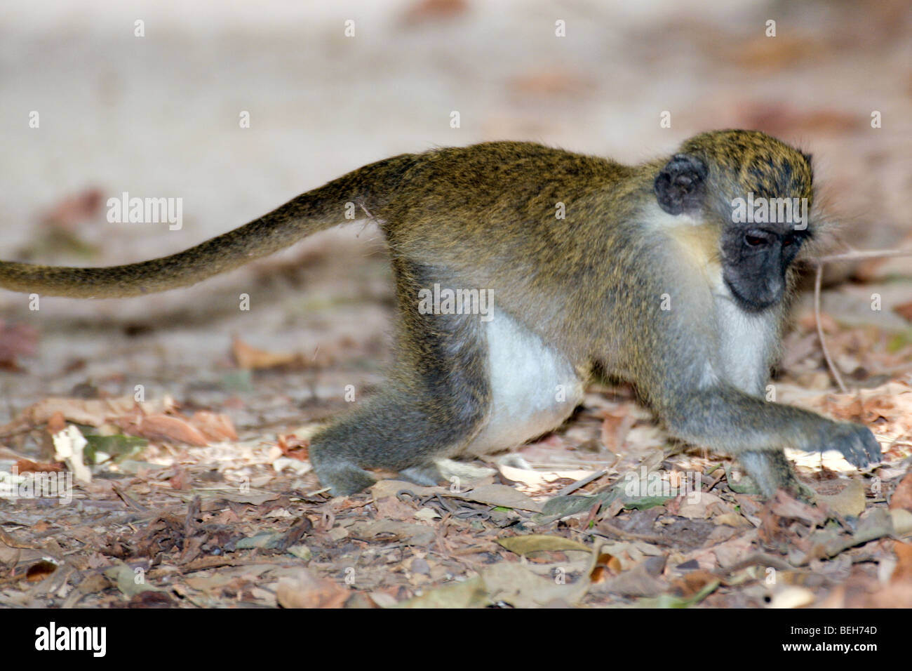 Verde Vervet Monkey, Abuko Riserva, Lamin, Gambia Foto Stock