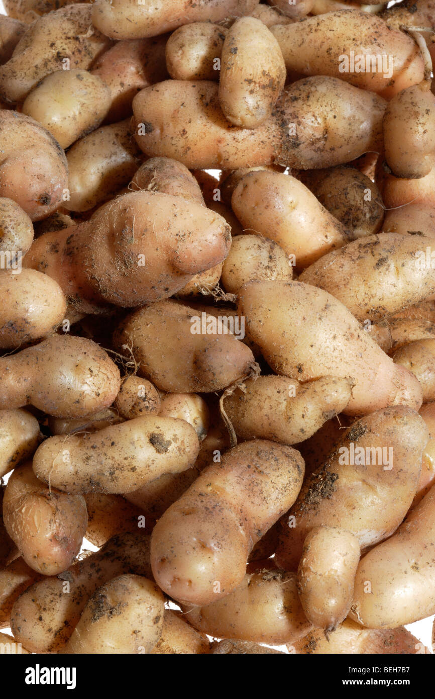 Patate di Anya Foto Stock