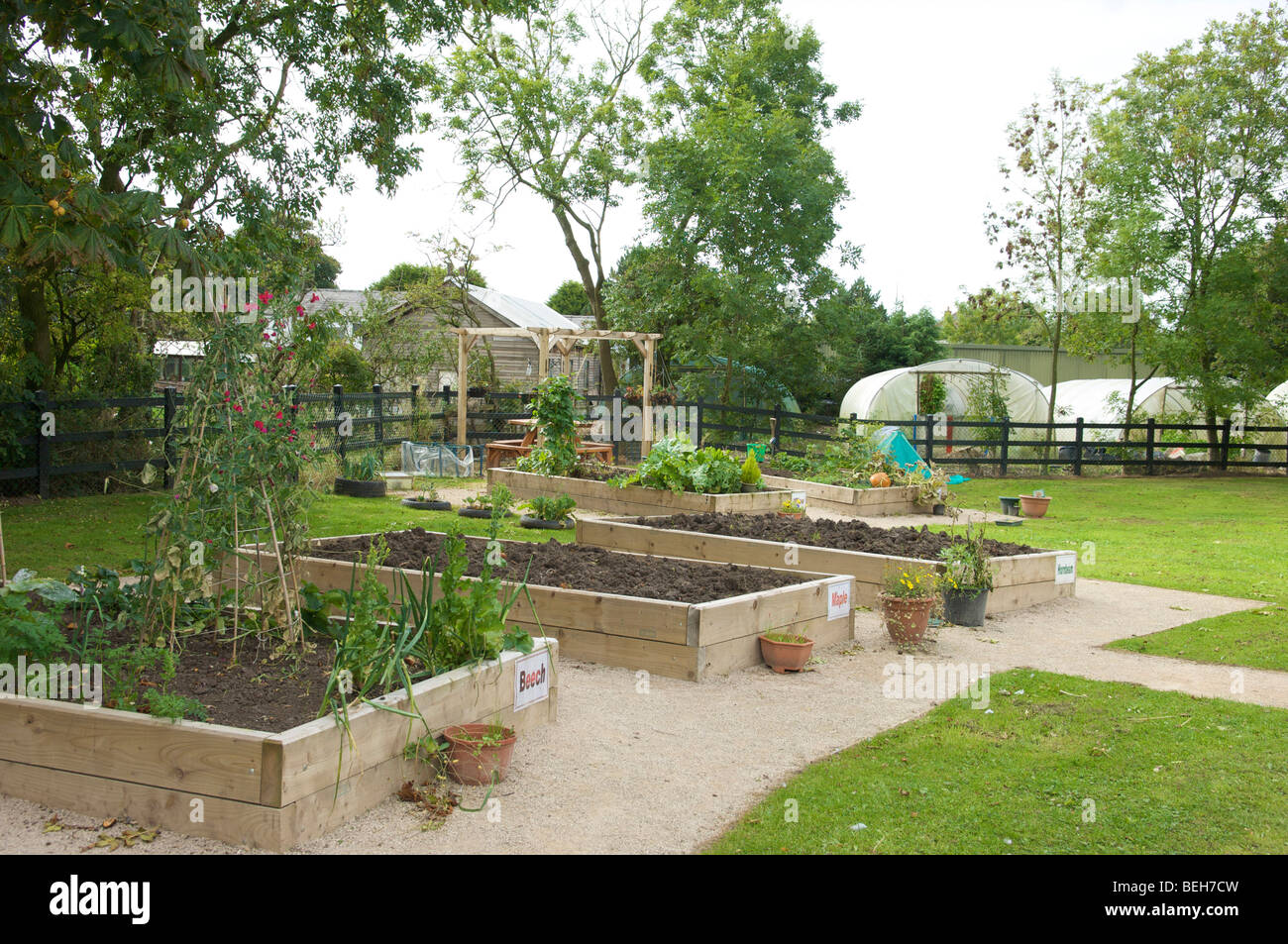 Letti sollevata nel giardino della scuola utilizzato per il crescente mercato del giardinaggio di produrre Foto Stock