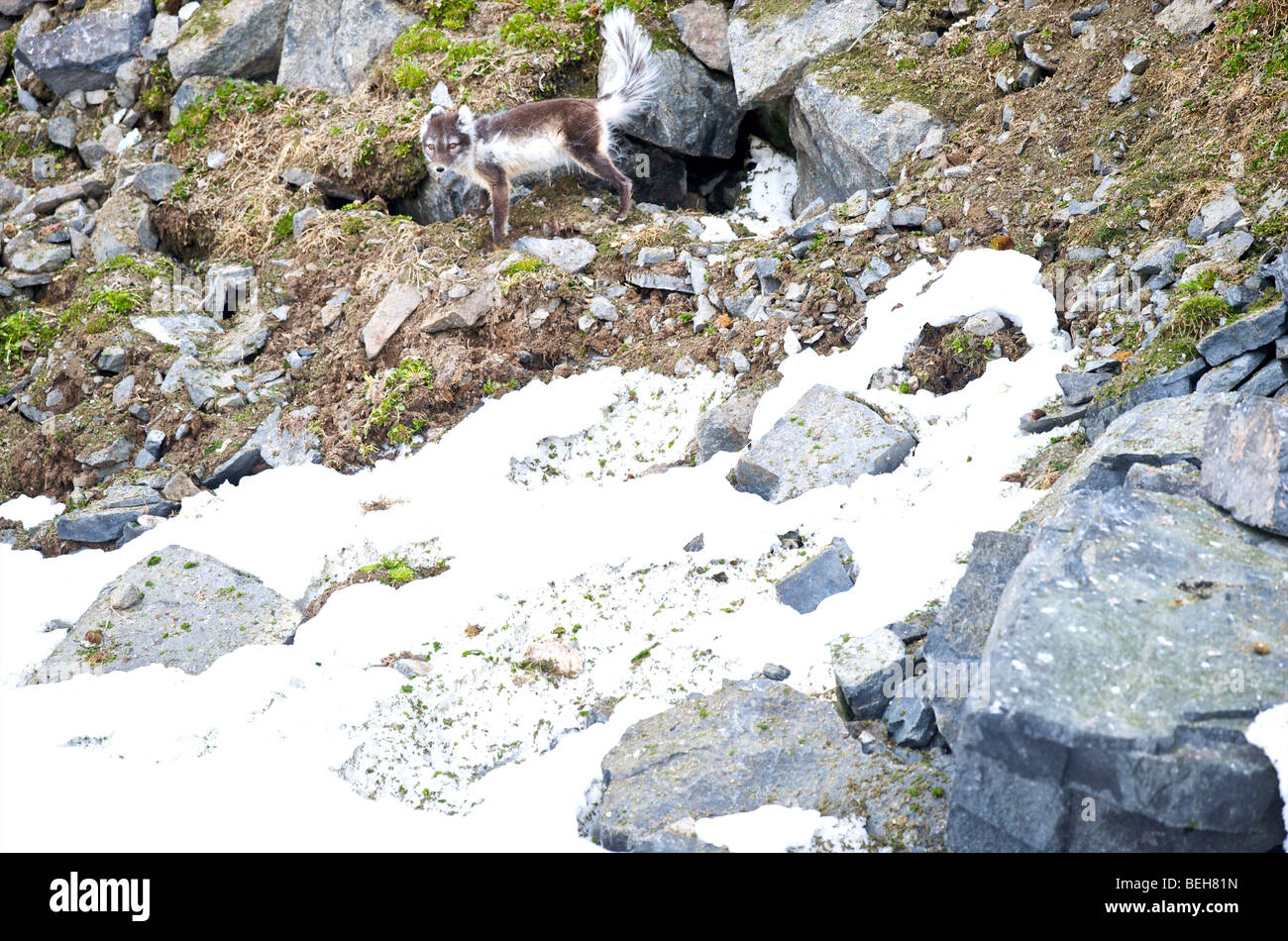 Spitsbergen, Svalbard, Hinlopenstreet, artic fox a Alkefjellet Foto Stock