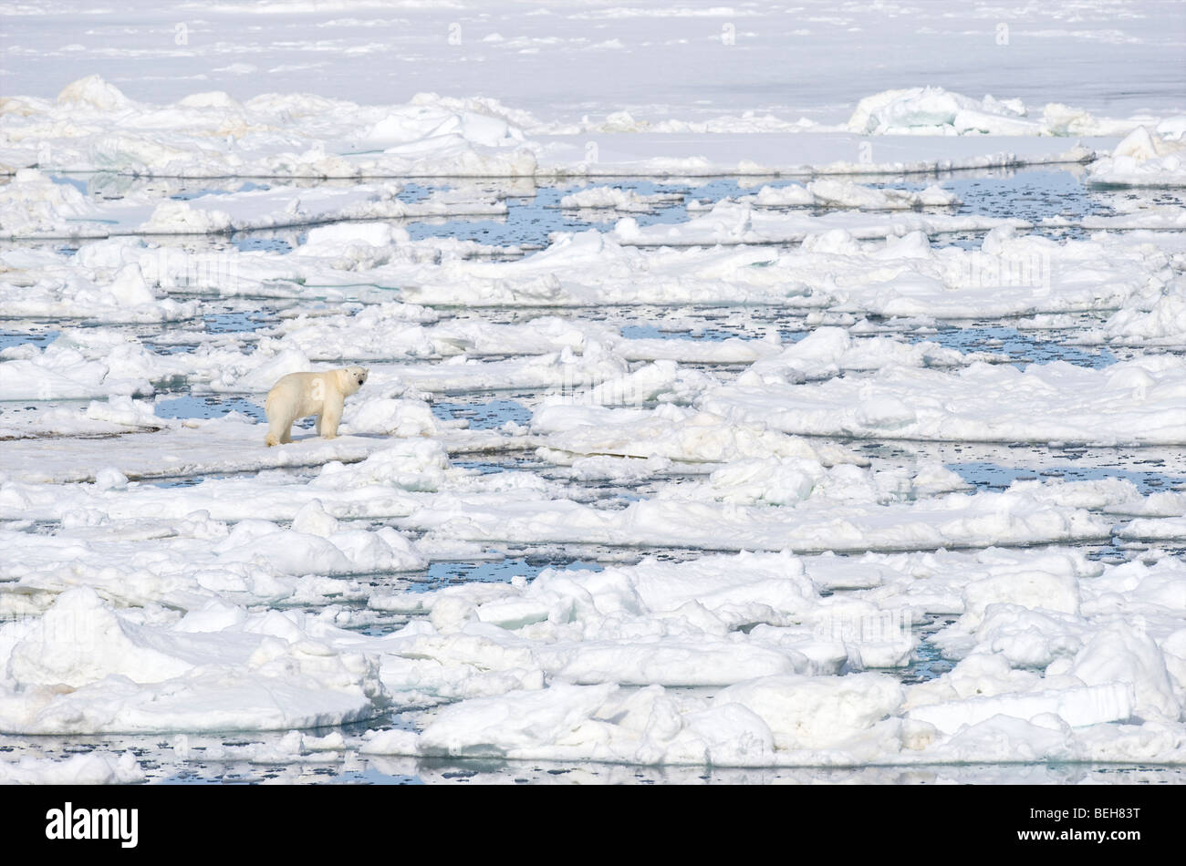 Spitsbergen, Svalbard, orso polare sulla banchisa vicino a mille isole Foto Stock