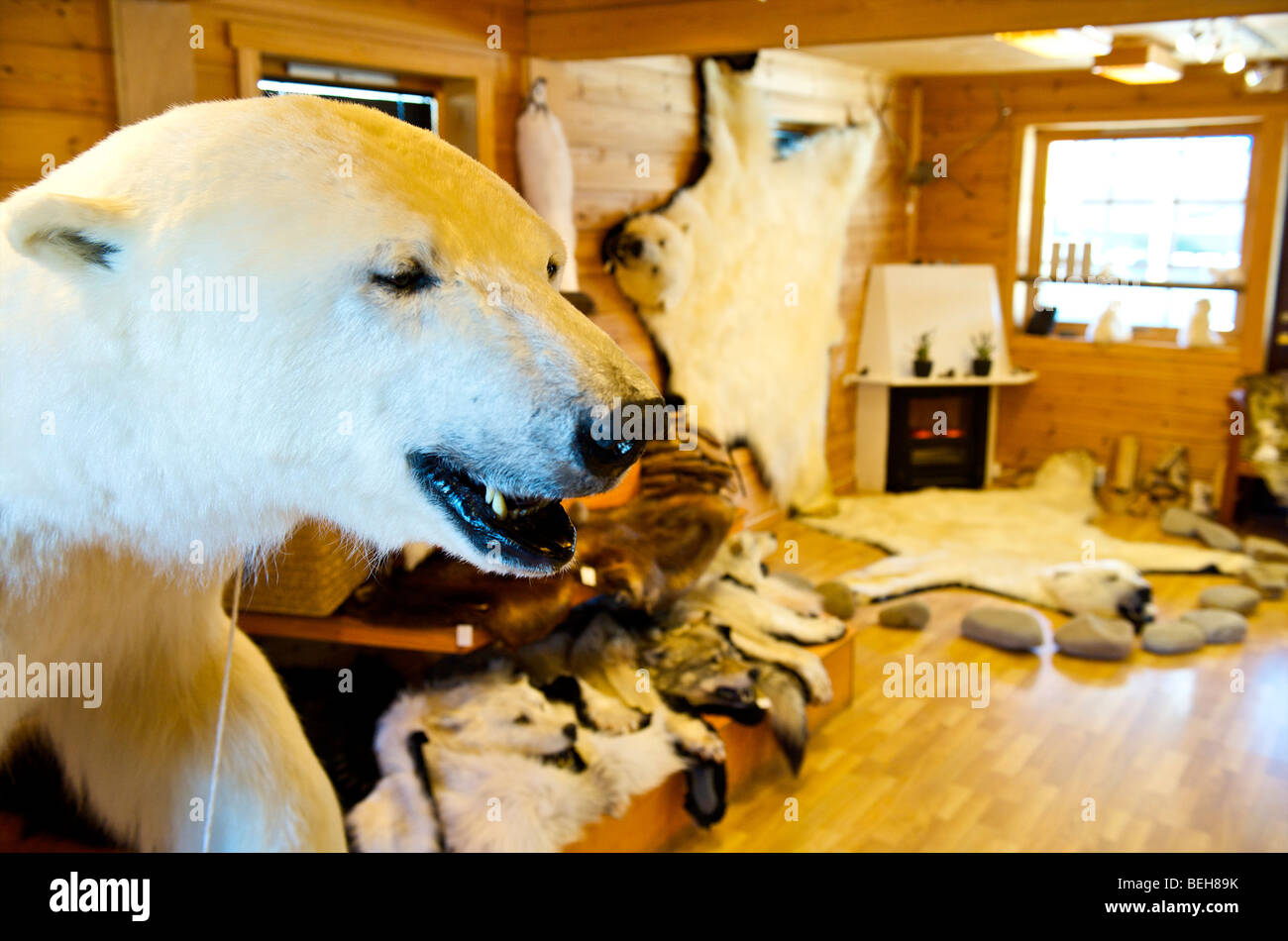 Spitsbergen, Svalbard Longyearbyen, ripieni di orso polare nel negozio di souvenir Foto Stock