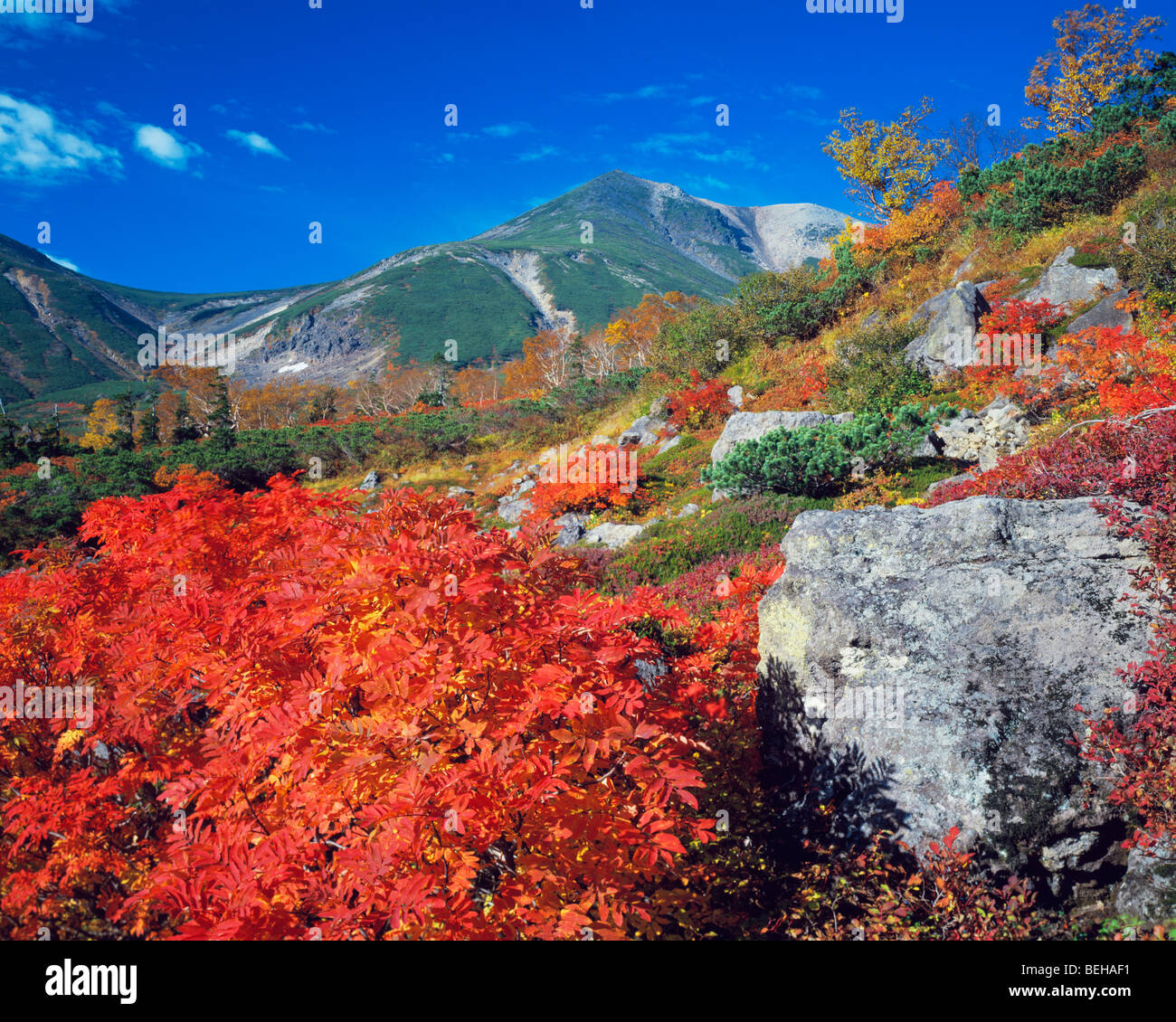 Il fogliame di autunno nella parte anteriore del Mt. Norikura, Prefettura di Nagano, Giappone Foto Stock